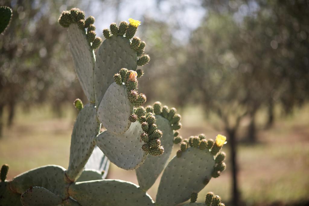 Tenuta Monacelli Lecce Kültér fotó